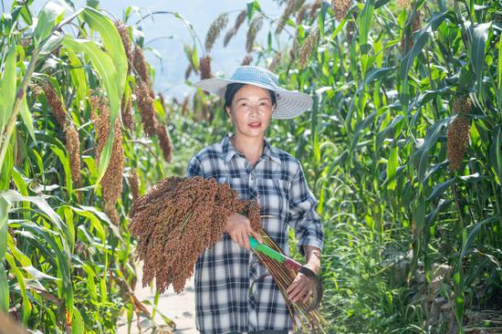 Waves of red sorghum signal harvest joy in southwest China