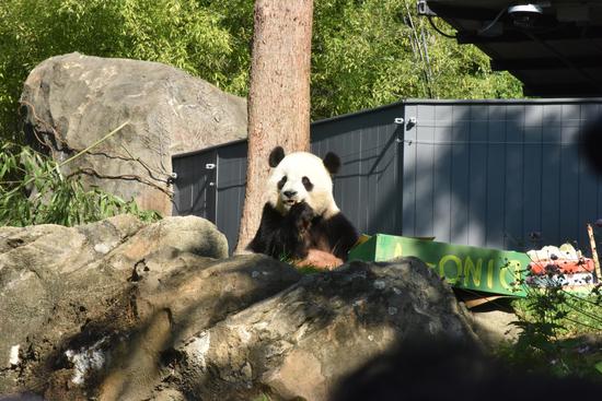 Giant panda Bao Li celebrates its 4th birthday in Washington